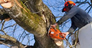 Tree Removal Services